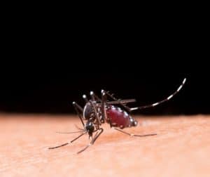Mosquito da dengue. Foto de Freepik.
