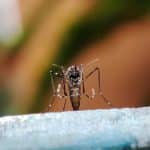 Mosquito Aedes Aegypti pousado sobre uma superfície, em destaque, transmissor de doenças como dengue, zika e chikungunya.