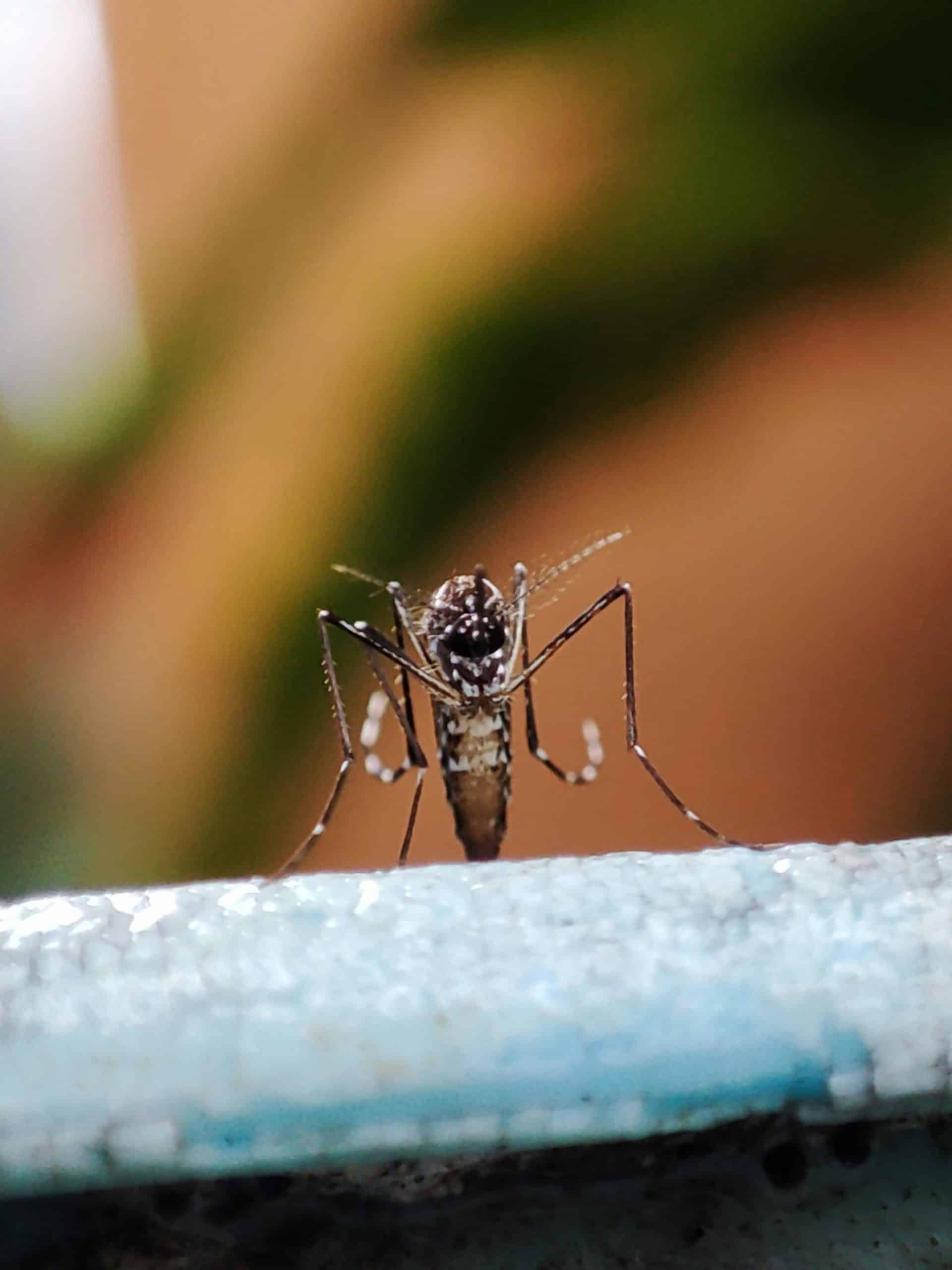 Mosquito Aedes Aegypti pousado sobre uma superfície, em destaque, transmissor de doenças como dengue, zika e chikungunya.
