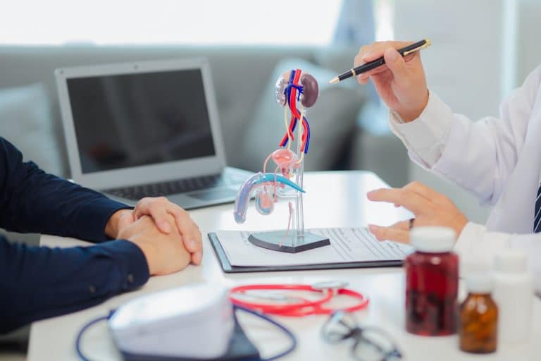 Médico explica o sistema reprodutor masculino com modelo anatômico durante consulta sobre infertilidade masculina.